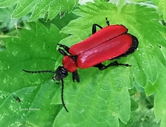 Pyrochroa coccinea
