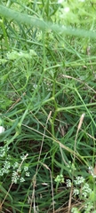 Falcaria vulgaris