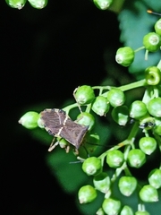 Gonocerini