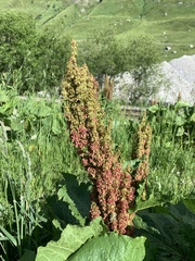Rumex alpinus