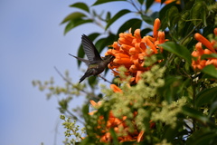 Cynanthus latirostris