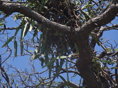 Selenicereus costaricensis