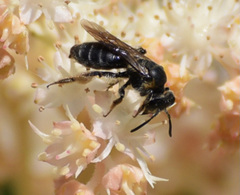 Andrena alleghaniensis