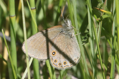 Coenonympha haydenii