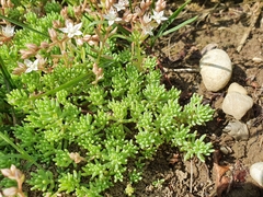 Sedum pallidum