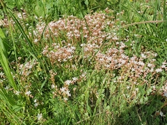 Sedum pallidum