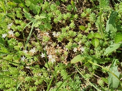 Sedum pallidum