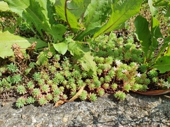 Sedum pallidum