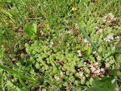 Sedum pallidum