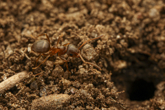 Lasius