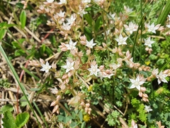 Sedum pallidum