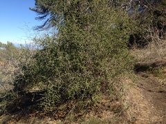 Lycium brevipes hassei