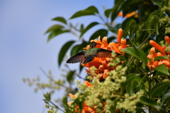 Cynanthus latirostris