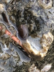 Gnorimosphaeroma oregonense