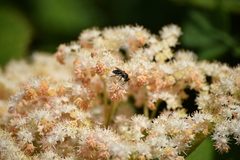 Andrena alleghaniensis