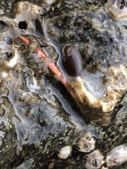 Gnorimosphaeroma oregonense