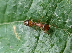 Temnothorax nylanderi