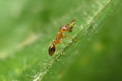 Temnothorax nylanderi