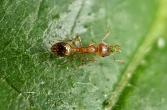 Temnothorax nylanderi