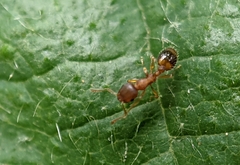 Temnothorax nylanderi