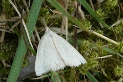 Polypogon tentacularia