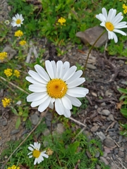 Tripleurospermum caucasicum