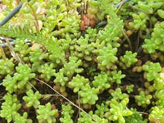 Sedum album