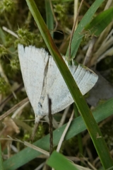 Polypogon tentacularia