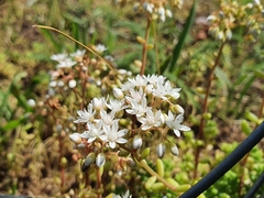 Sedum album