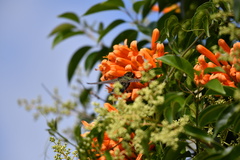 Cynanthus latirostris