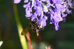 Xylocopa tabaniformis orpifex
