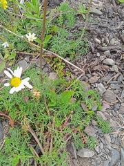 Tripleurospermum caucasicum