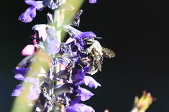 Xylocopa tabaniformis orpifex