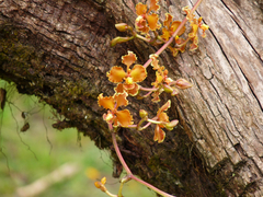 Cyrtochilum