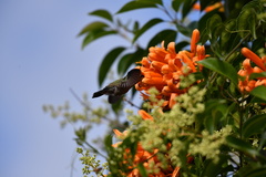 Cynanthus latirostris