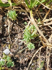 Sedum hispanicum