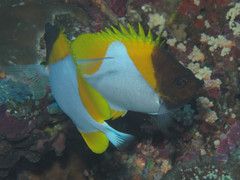 Hemitaurichthys polylepis