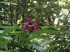 Calycanthus