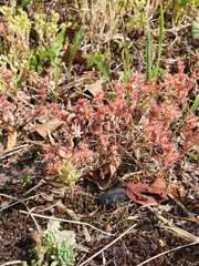 Sedum hispanicum