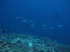 Canthidermis maculata