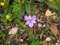 Ennealophus foliosus