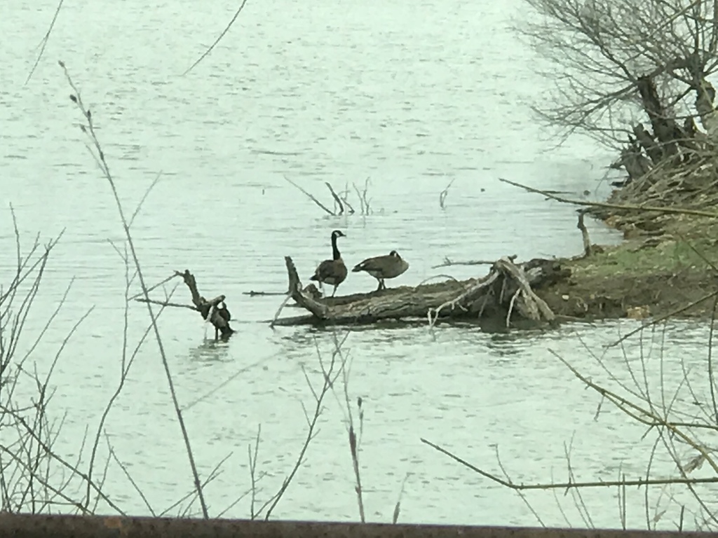 Canada Goose from 62556899 Shallow Ford Rd, Temple, TX, US on March 04