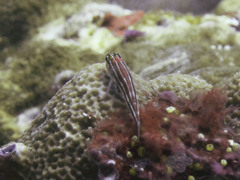 Helcogramma striata