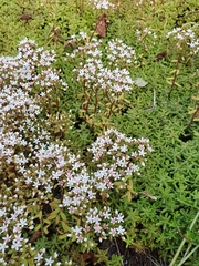 Sedum album