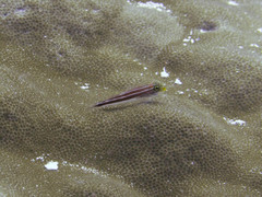 Helcogramma striata
