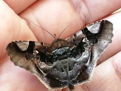 Euclystis guerini