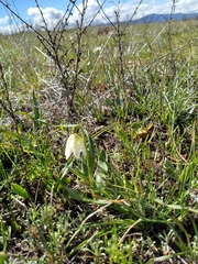 Fritillaria liliacea