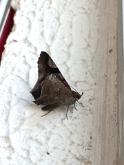 Euclystis guerini