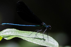 Calopteryx maculata