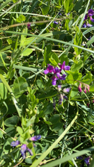 Lathyrus japonicus